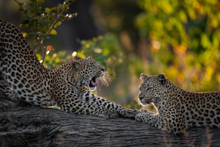Sable Alley Leopard
