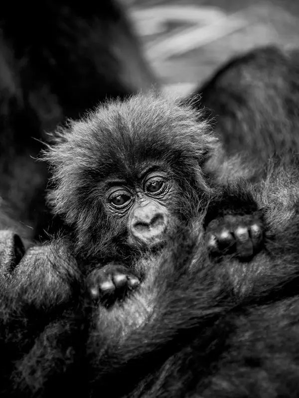 Photo courtesy Wilderness Bisate