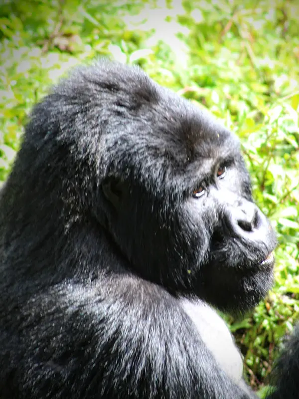 Uganda